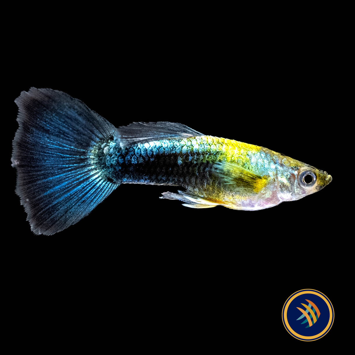 Fancy Guppy Pair - Haritha Golden Crow (Poecilia reticulata) | Livebearers | Largest Tropical Fish Selection at Your Local Fish Store