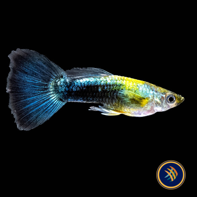 Fancy Guppy Pair - Haritha Golden Crow (Poecilia reticulata) | Livebearers | Largest Tropical Fish Selection at Your Local Fish Store