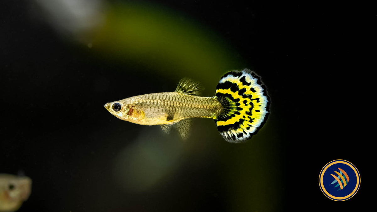 Fancy Guppy Pair Tiger Yellow Halfmoon | Livebearers | Largest Tropical Fish Selection at Your Local Fish Store