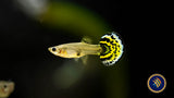 Fancy Guppy Pair Tiger Yellow Halfmoon | Livebearers | Largest Tropical Fish Selection at Your Local Fish Store