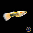 Fancy Guppy Pair 24k Gold Tuxedo | Livebearers | Largest Tropical Fish Selection at Your Local Fish Store