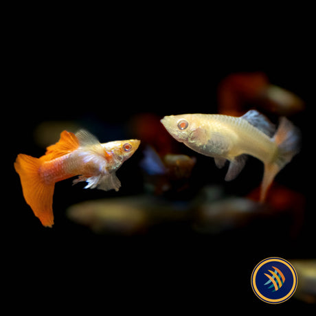 Fancy Guppy Pair Albino Dumbo Red Tail (Poecilia reticulata)