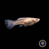 Fancy Guppy Pair Albino Pink Grass (Poecilia reticulata) | Livebearers | Largest Tropical Fish Selection at Your Local Fish Store
