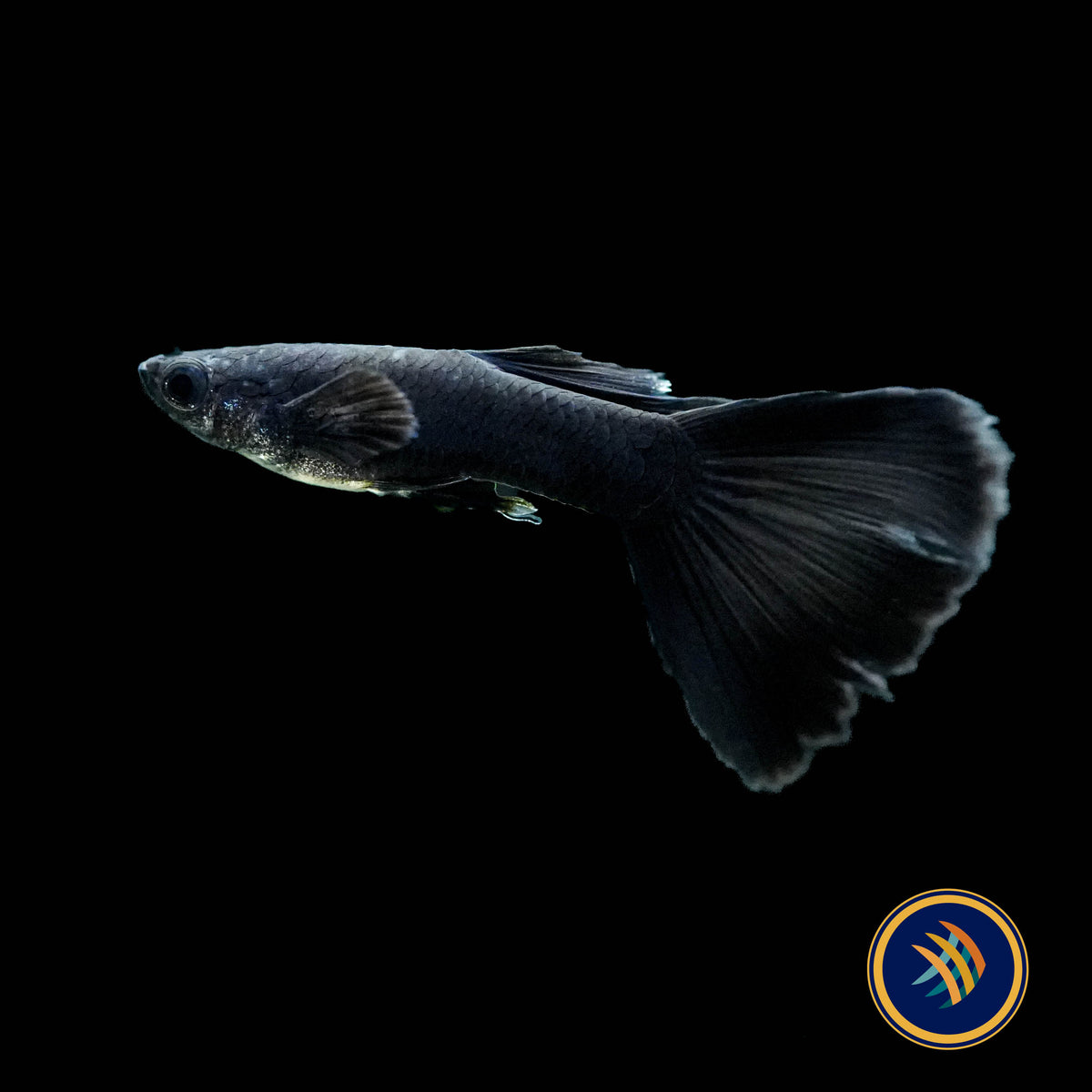 Fancy Guppy Pair Full Black (Poecilia reticulata)