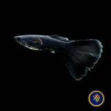 Fancy Guppy Pair Full Black (Poecilia reticulata)