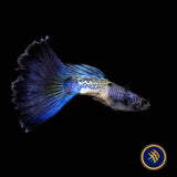 Fancy Guppy Pair Metallic Snake Skin Blue Tail  (locally bred)