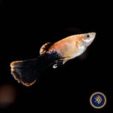 Fancy Guppy Pair - Pink Tuxedo Guppy (Poecilia reticulata) | Livebearers | Largest Tropical Fish Selection at Your Local Fish Store