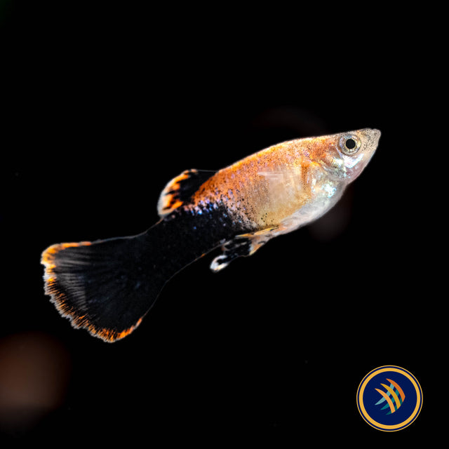 Fancy Guppy Pair - Pink Tuxedo Guppy (Poecilia reticulata) | Livebearers | Largest Tropical Fish Selection at Your Local Fish Store