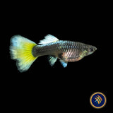 Fancy Guppy Pair Platinum Gold (Poecilia reticulata)