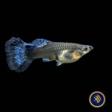Fancy Guppy Pair Red Grass | Livebearers | Largest Tropical Fish Selection at Your Local Fish Store