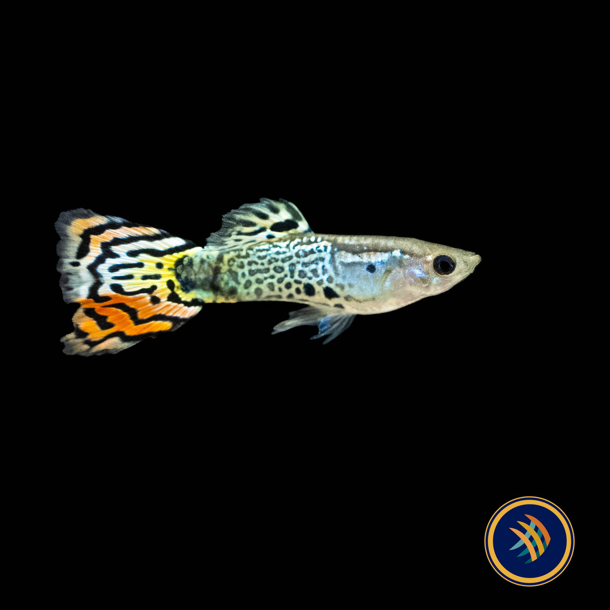 Fancy Guppy Pair Red Leopard (Poecilia reticulata)