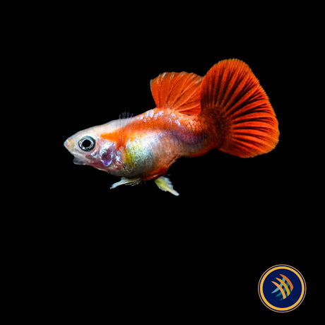 Fancy Guppy Pair Short-Body Royal Red & White 
