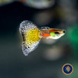 Fancy Guppy Pair - Haritha Black Rimmed Damsel (Poecilia reticulata) | Livebearers | Largest Tropical Fish Selection at Your Local Fish Store