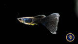 Fancy Guppy Pair Green Moscow Livebearers Fancy Guppy Pair Green Moscow