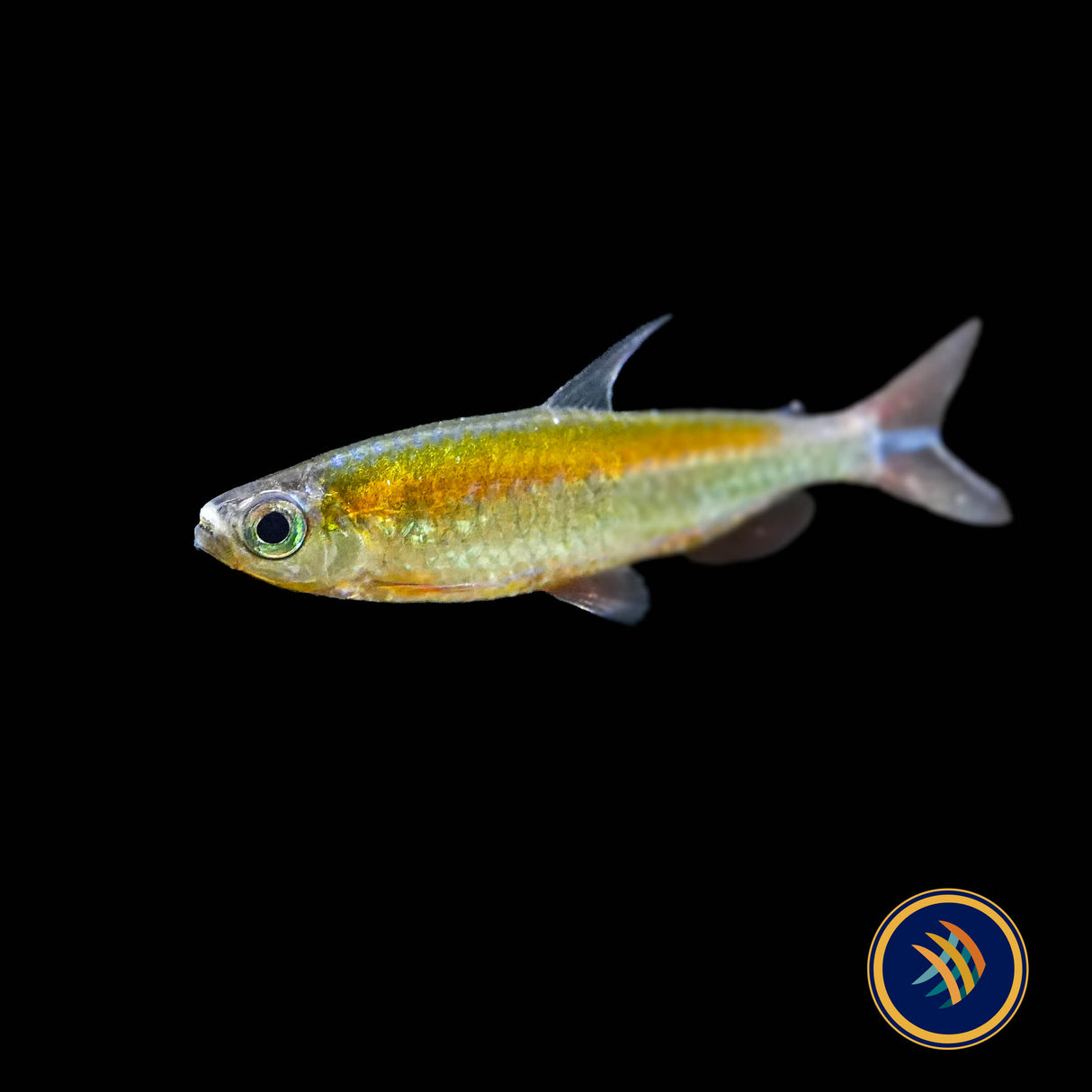 Fantastic Congo Tetra (Wild) (Phenacogrammus sp. “Fantastique” ) Medium - Aquarium Glaser