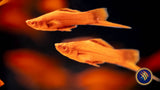 Red Firecracker Swordtail 3.5-4cm | Livebearers | Largest Tropical Fish Selection at Your Local Fish Store