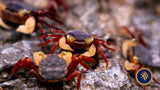 Freshwater Crab - Lepidothelphusa menneri