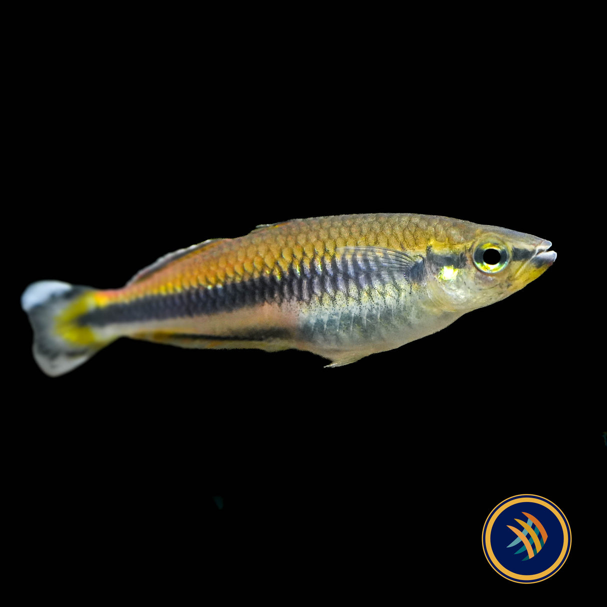 Geay's Rainbowfish (Bedotia Geayi) 