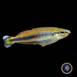 Geay's Rainbowfish (Bedotia Geayi) 