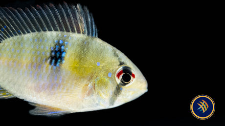 German Blue Ram (Aquarium Glaser) | Cichlids Badis & Gouramis | Largest Tropical Fish Selection at Your Local Fish Store