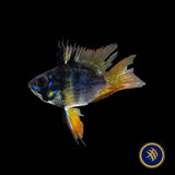 German Black Balloon Ram (Mikrogeophagus ramirezi) | Cichlids Badis & Gouramis | Largest Tropical Fish Selection at Your Local Fish Store