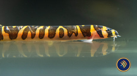 Giant Kuhlii (Pangio myersi) 4cm | Catfish Loaches & Plecos | Largest Tropical Fish Selection at Your Local Fish Store