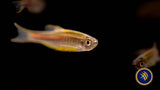 Glowlight Danio (Danio choprai) (Glaser) Rainbowfish Killifish & Danios 