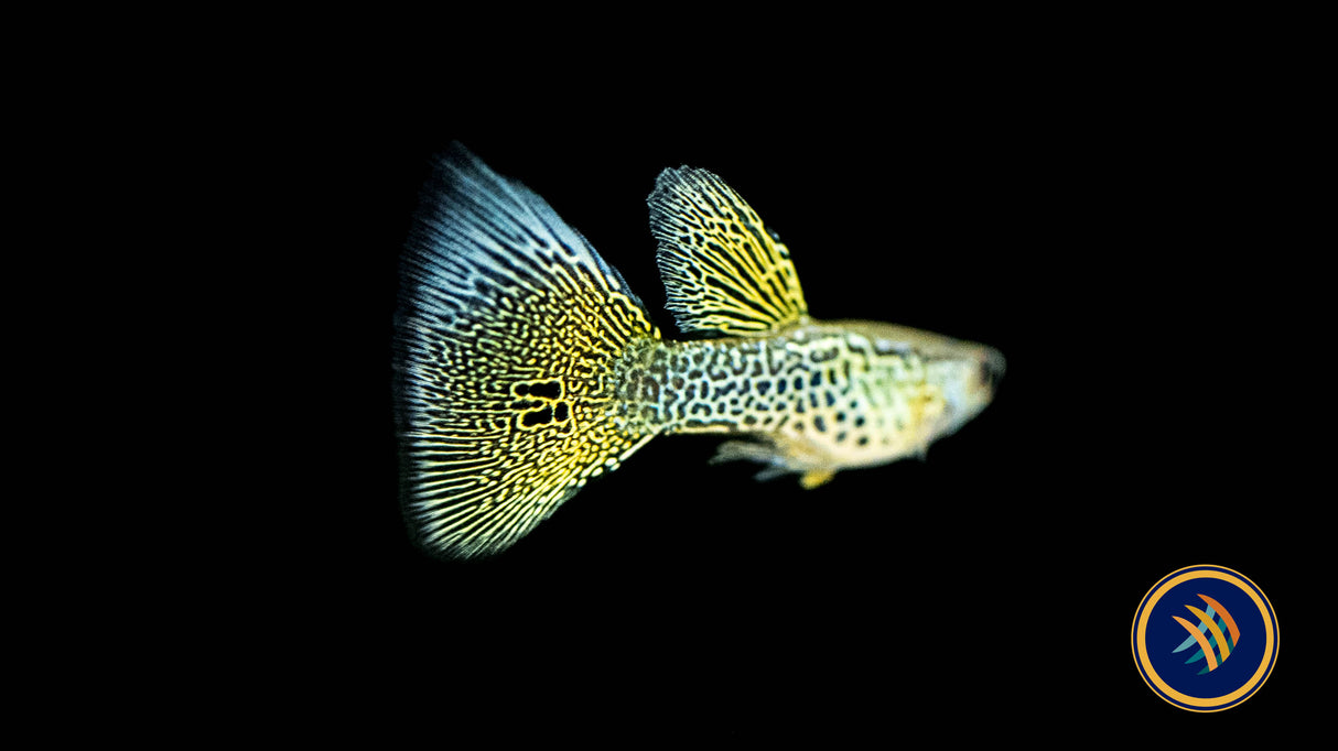 Fancy Guppy Pair Gold Lace Livebearers Fancy Guppy Pair Gold Lace