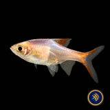 Gold Harlequin Rasbora (Trigonostigma heteromorpha) Large- Aquarium Glaser | Tetras Rasboras & Pencilfish | Largest Tropical Fish Selection at Your Local Fish Store
