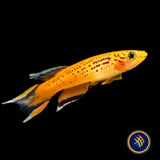 Golden Lyretail Killifish (Aphyosemion australe) 2.5cm | Rainbowfish Killifish & Danios | Largest Tropical Fish Selection at Your Local Fish Store