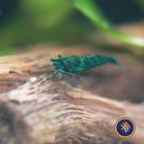 Green Jade Shrimp (A Grade) (Neocaridina davidi)