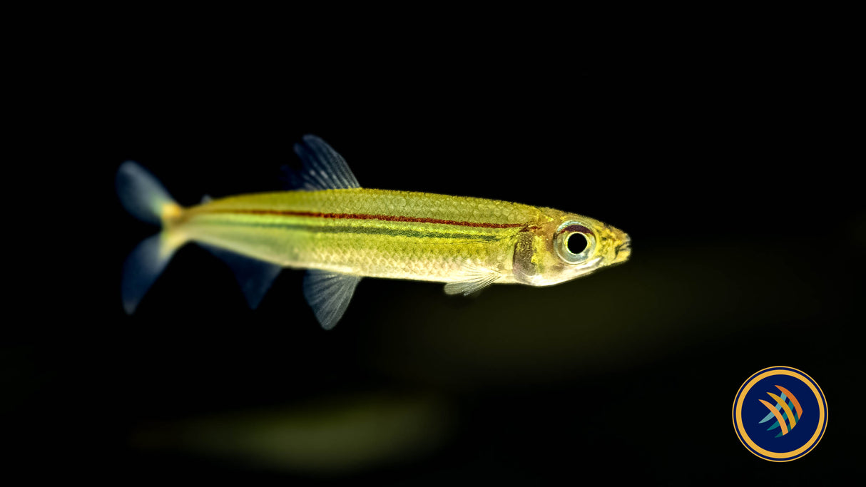 Green Line Lizard Tetra (Iguanodectes spilurus)