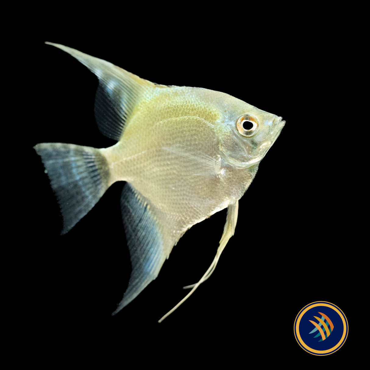 Green Sapphire Angel Fish (Pterophyllum scalare) 4-5cm | Cichlids Badis & Gouramis | Largest Tropical Fish Selection at Your Local Fish Store