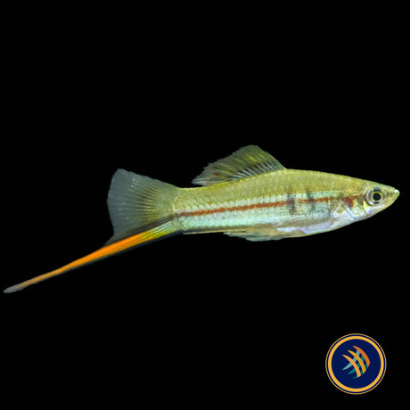 Green Swordtail (Xiphophorus helleri)