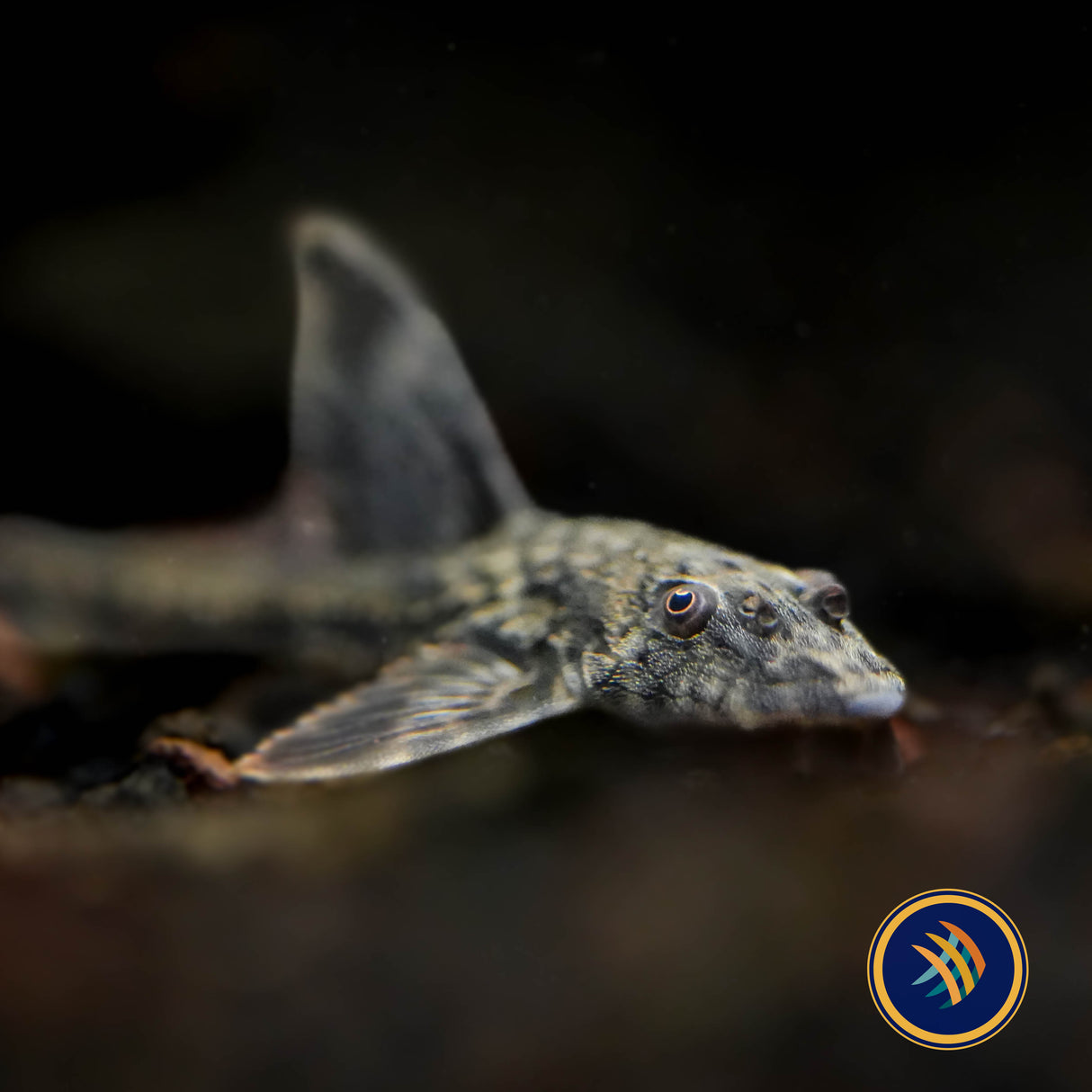 Haseman's Whiptail Catfish (Rineloricaria hasemani)