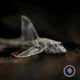 Haseman's Whiptail Catfish (Rineloricaria hasemani)