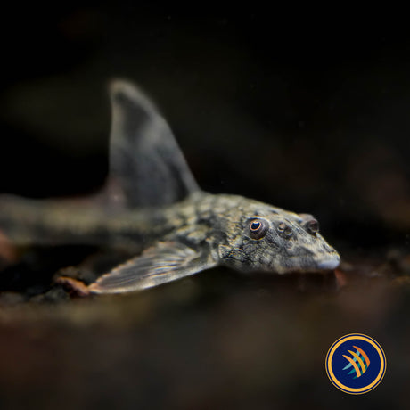 Haseman's Whiptail Catfish (Rineloricaria hasemani)