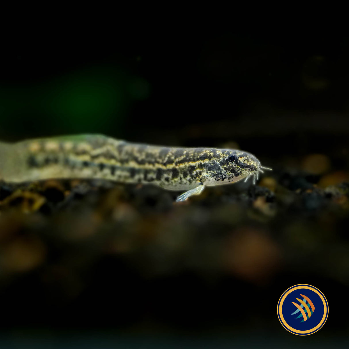 Hasselt’s Sand Loach (Lepidocephalichthys hasselti)