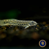Hasselt’s Sand Loach (Lepidocephalichthys hasselti)