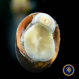 Helmet Nerite Snail (Neritina pulligera) (Aquarium Glaser) | Snails Shrimp Crayfish Crabs | Largest Tropical Fish Selection at Your Local Fish Store