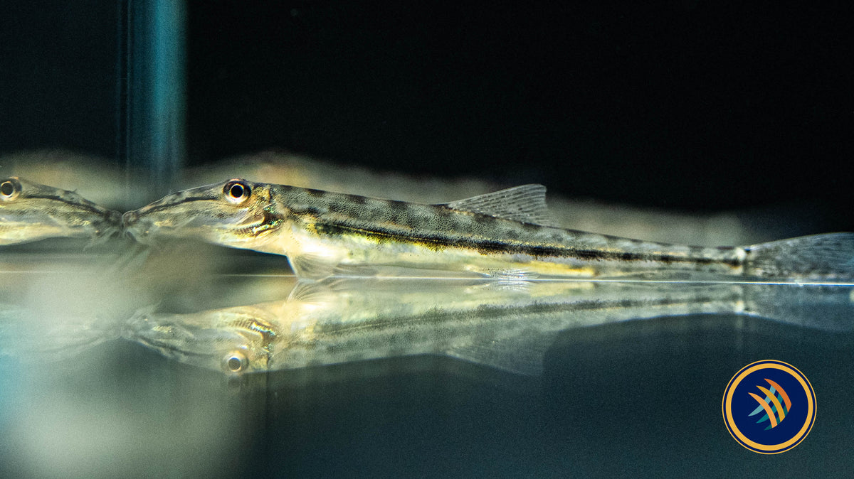 Horseface Loach (Acantopsis choirorhynchos) 5cm | Catfish Loaches & Plecos | Largest Tropical Fish Selection at Your Local Fish Store