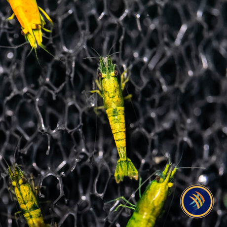Hulk Orange Shrimp  (Neocaridina denticulata) Medium | Snails Shrimp Crayfish Crabs | Largest Tropical Fish Selection at Your Local Fish Store