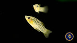 Humpbacked Limia (Limia nigrofasciata) Aquarium Glaser