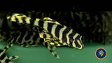 L134 Leopard Frog Peckoltia Compta Pleco (PlecoCeramics)