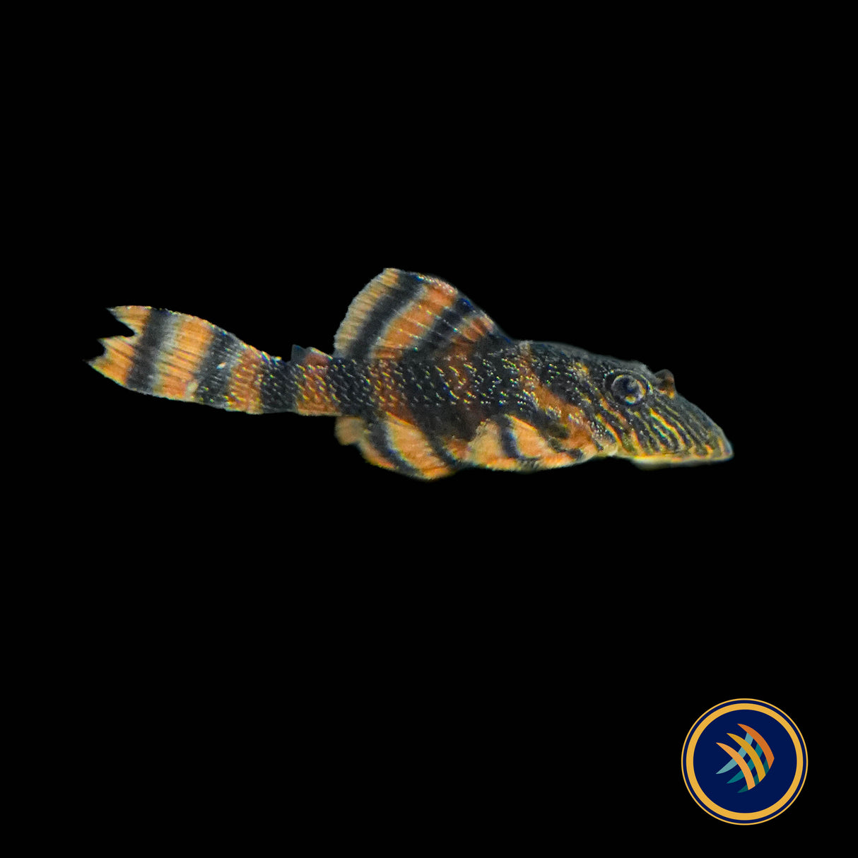 L397 – Alenquer Tiger Pleco (Panaqolus sp. “L397”)
