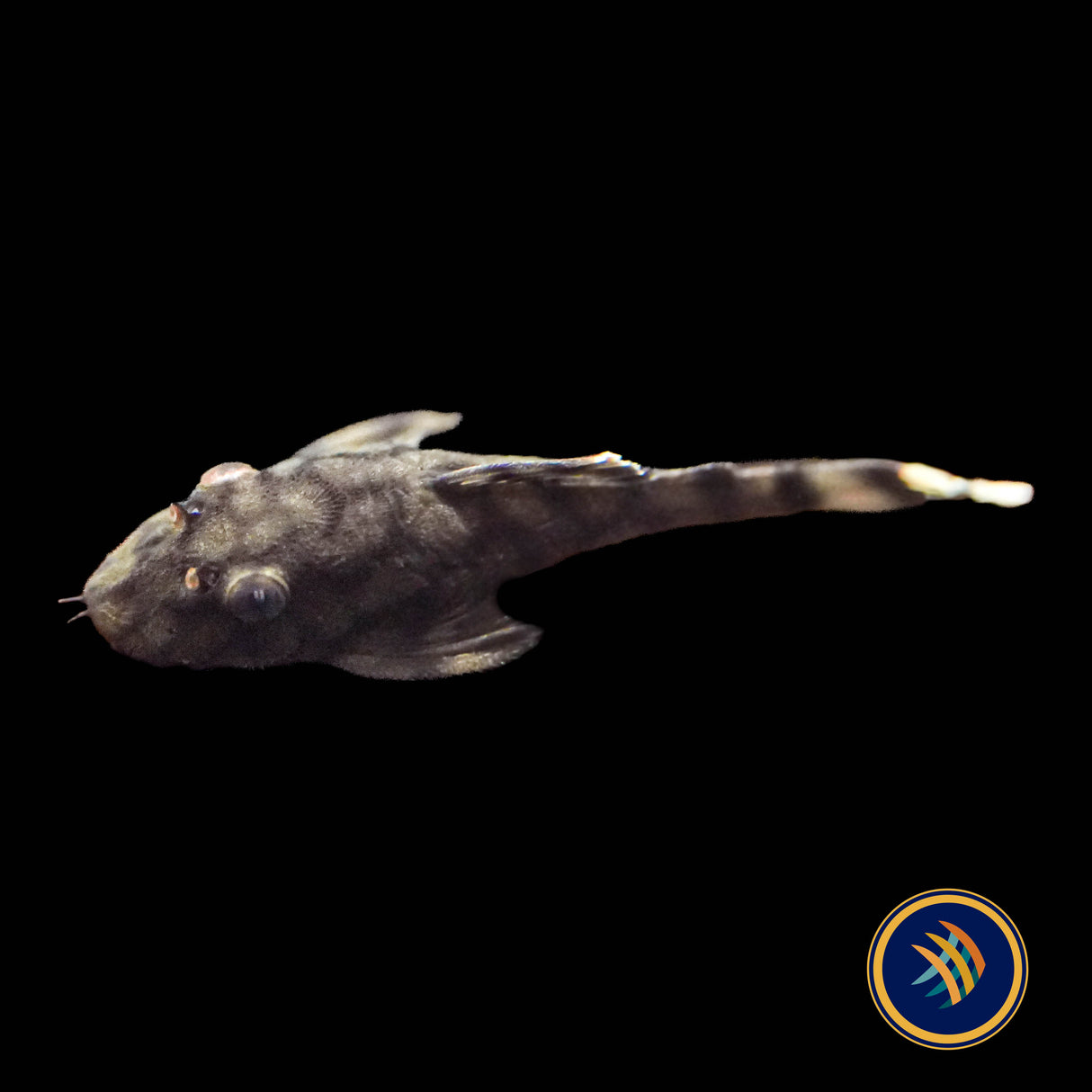 L519 Ancistrus Rio Itenez Pleco