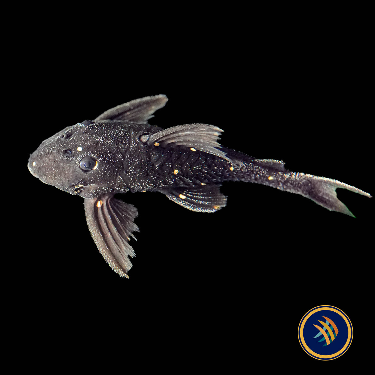 LDA031 Mustard Spot Pleco (Panaqolus albomaculatus)