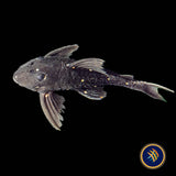 LDA031 Mustard Spot Pleco (Panaqolus albomaculatus)