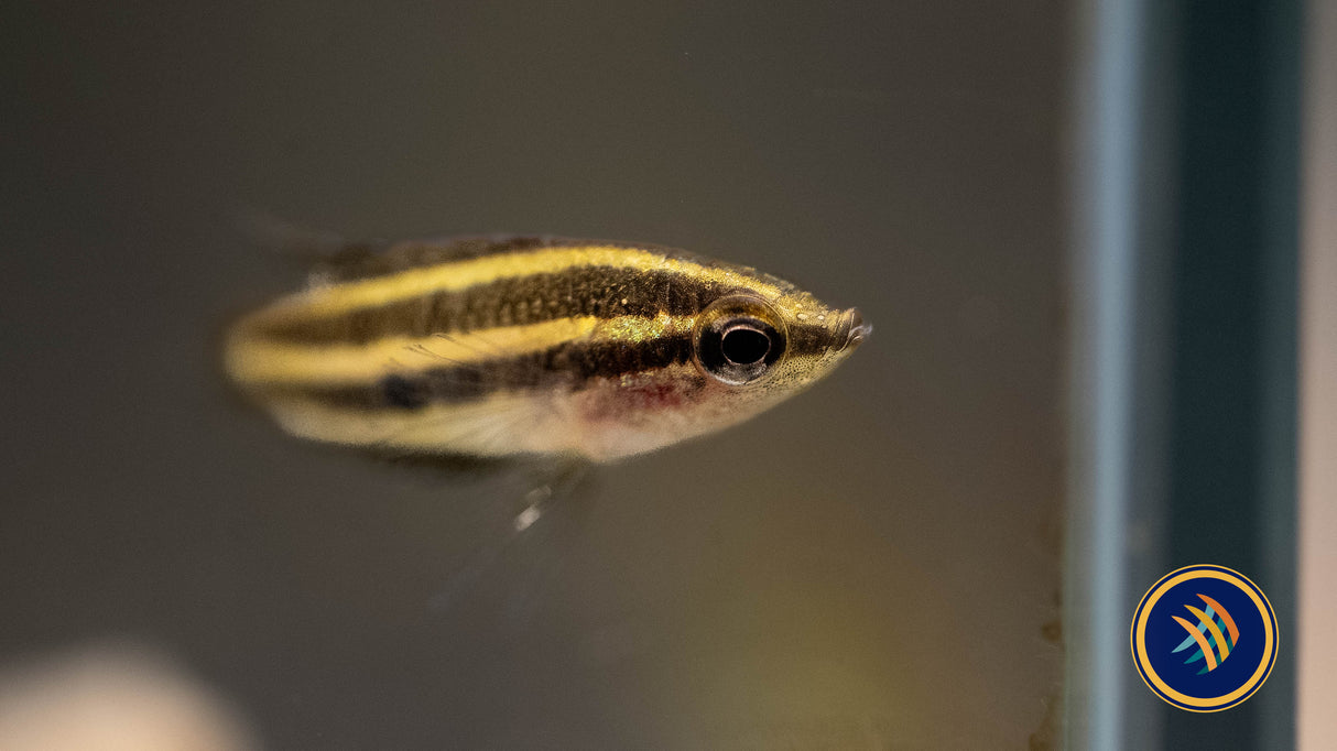 Linkei Licorice Gourami (Parosphromenus linkei) 2.5-3cm Cichlids Badis & Gouramis Linkei Licorice Gourami (Parosphromenus linkei) 2.5-3cm