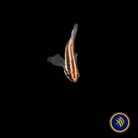 Liquorice Gourami (Parosphromenus phoenicurus)